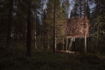 Treehotel-birds-3